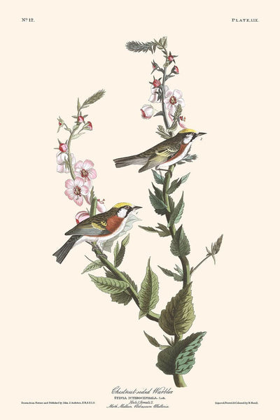 Chestnut-sided Warbler by John James Audubon, 1827