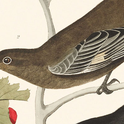 Grive rousse, geai de Townsendi de Ptiliogony, par John James Audubon, 1827