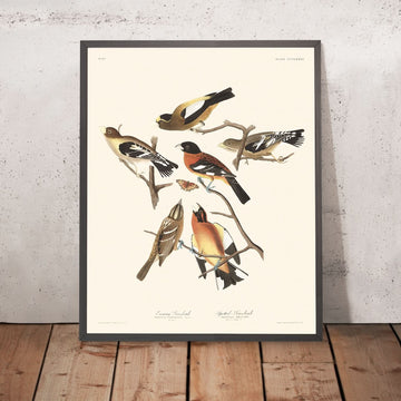 Fringuello della sera e Fringuello maculato di John James Audubon, 1827 