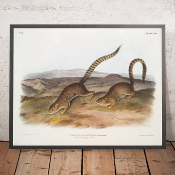 A framed image of 