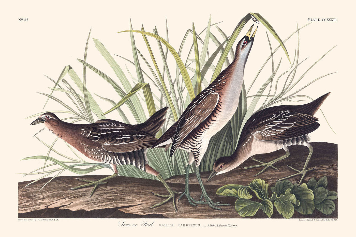 Sora, or Rail by John James Audubon, 1827