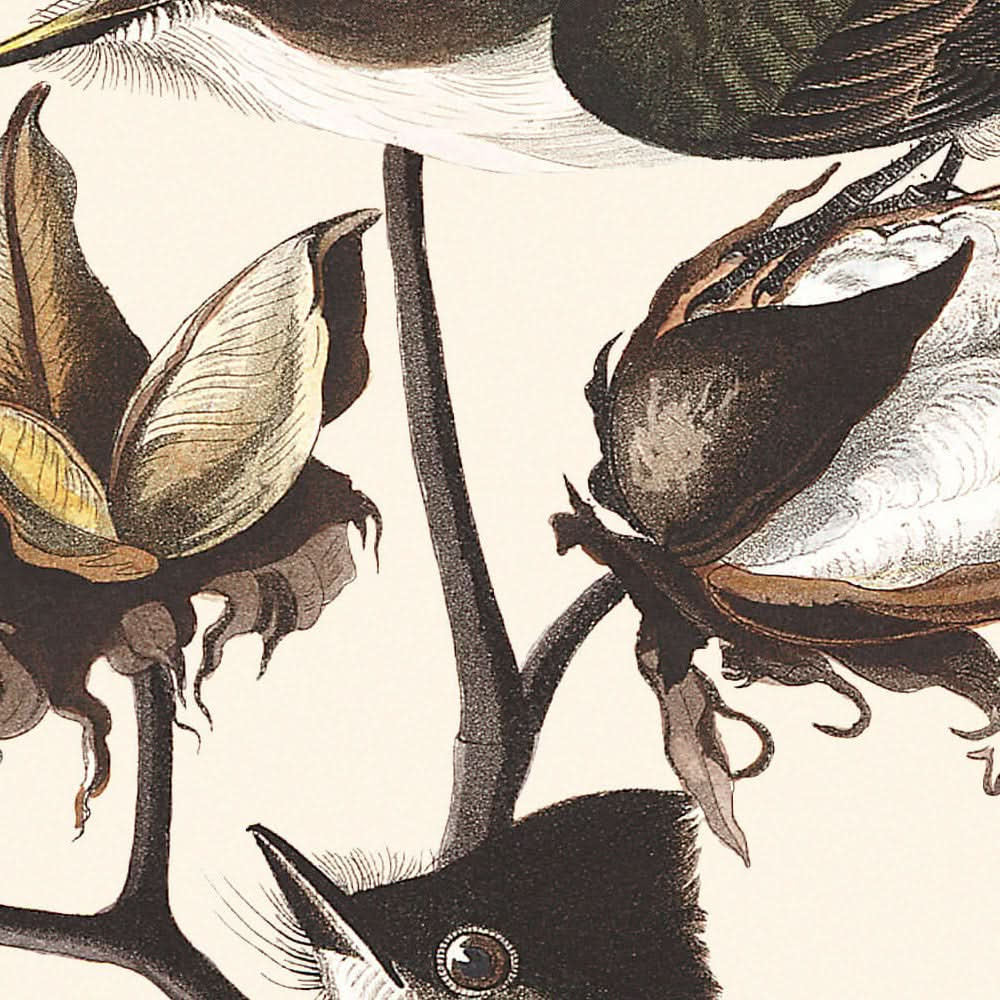 Pewit Flycatcher by John James Audubon, 1827