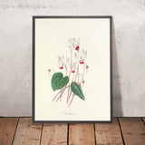 Cyclamen (Plate 29) by Pierre Joseph Redouté, 1827