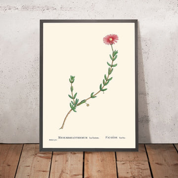 Fico-margherita con barba di Pierre-Joseph Redouté, 1802 