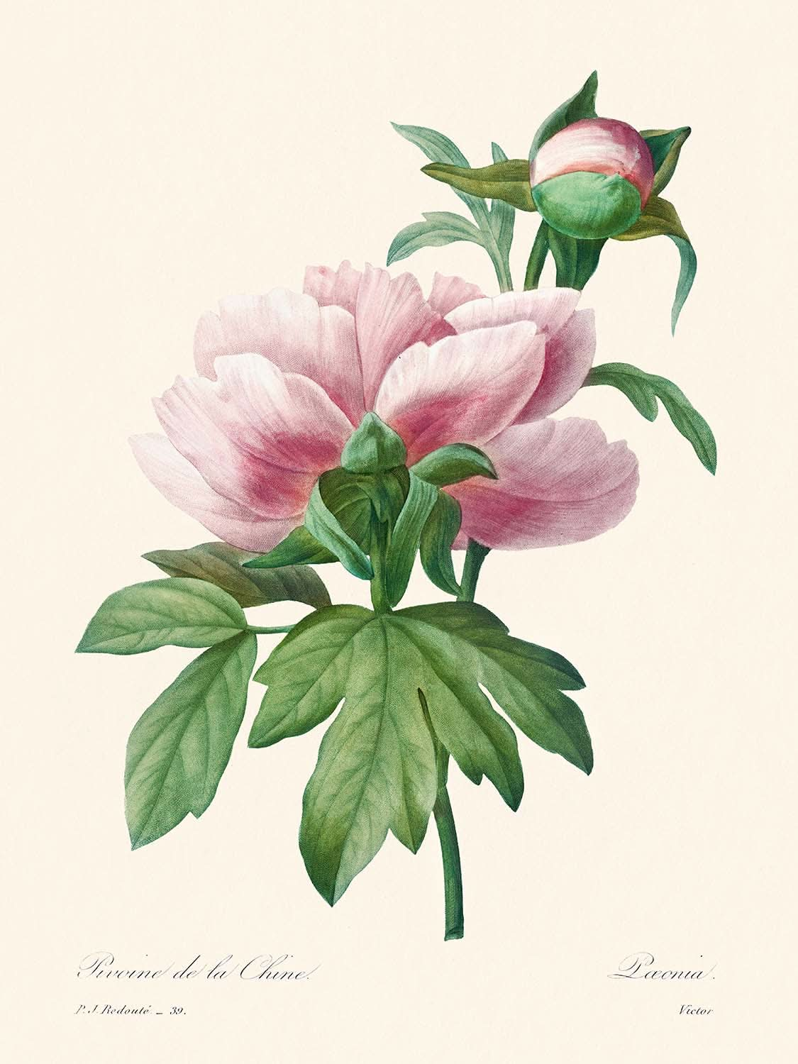 Pivoine rose de Pierre-Joseph Redouté, 1802