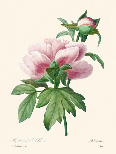 Pivoine rose de Pierre-Joseph Redouté, 1802