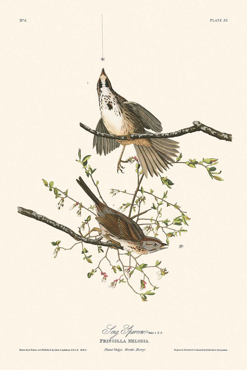 Visualiser thumbnail artwork