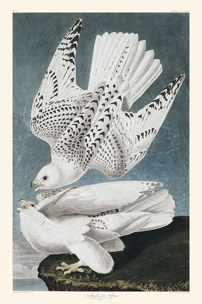 Islandia, o Jer Falcon, de John James Audubon, 1827