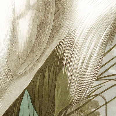 Snowy Heron, or White Egret by John James Audubon, 1827