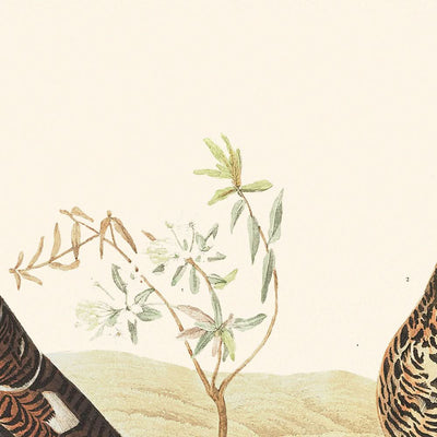 Lagopède des saules ou grand lagopède par John James Audubon, 1827