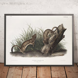Stoat (Mustela erminea) by John Woodhouse Audubon, 1845