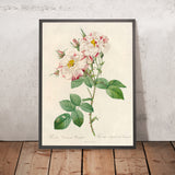 Variegated Damask Rose (Rosa damascena variegata) by Pierre Joseph Redouté, 1817