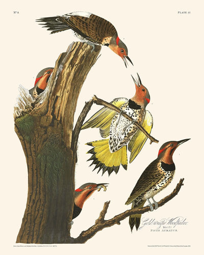 Pic à ailes dorées par John James Audubon, 1827