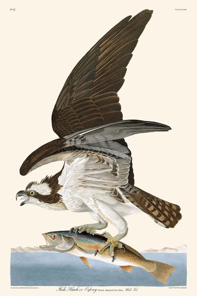 Fischadler oder Fischadler von John James Audubon, 1827