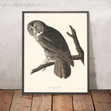 Great Cinereous Owl by John James Audubon, 1827