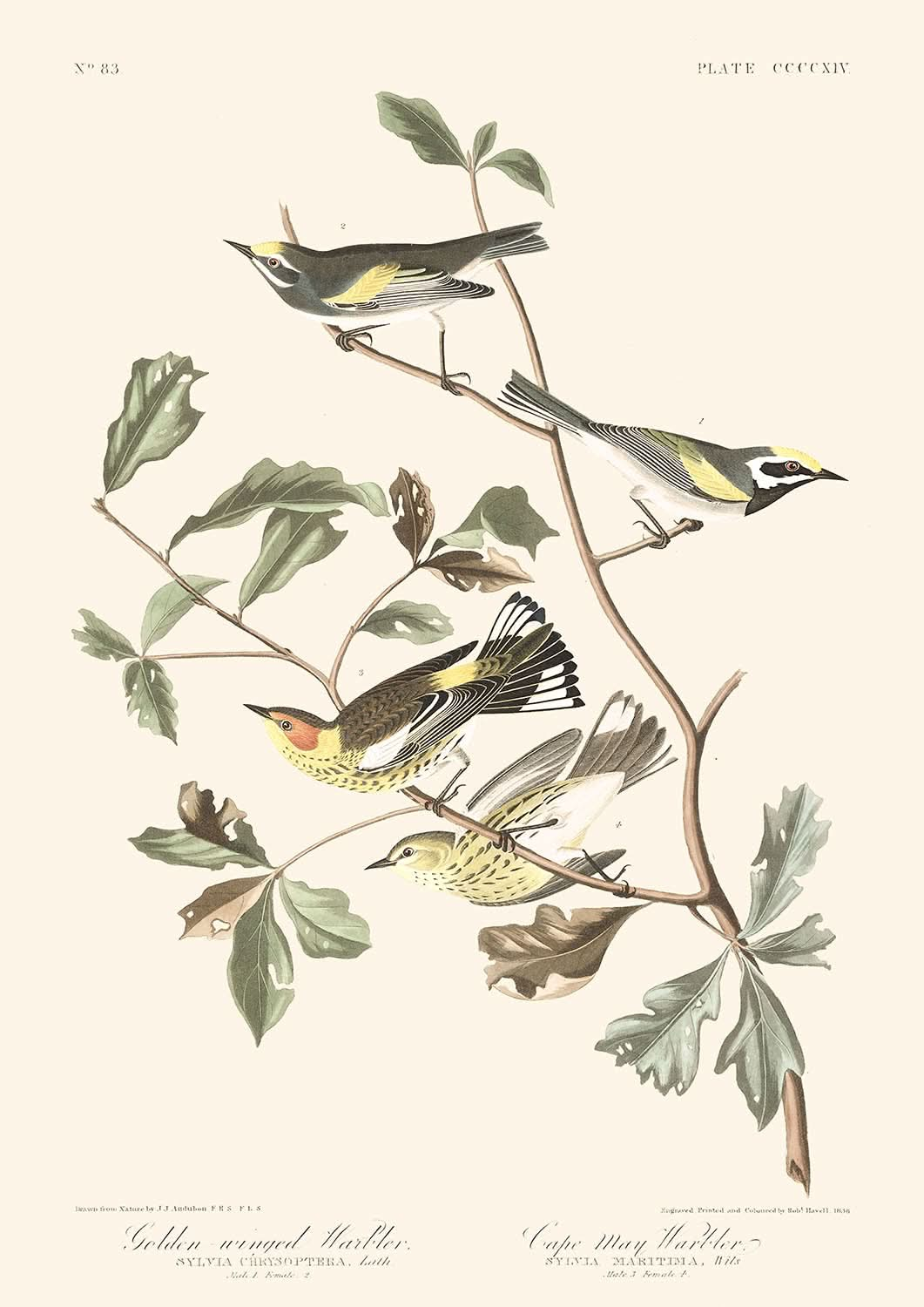 Paruline à ailes dorées et paruline tigrée par John James Audubon, 1827