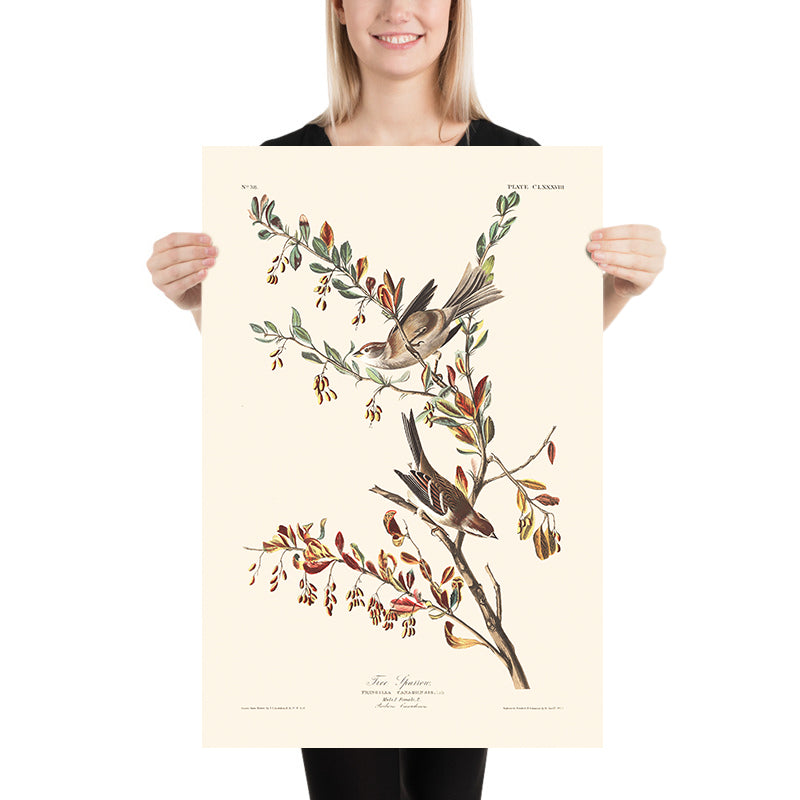 Passero degli alberi di John James Audubon, 1827 