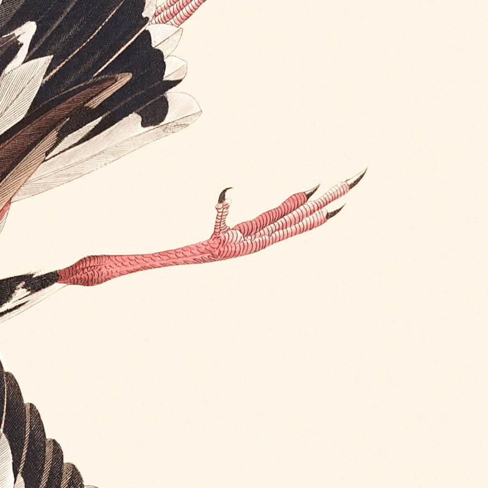 Vuelvepiedras de John James Audubon, 1827