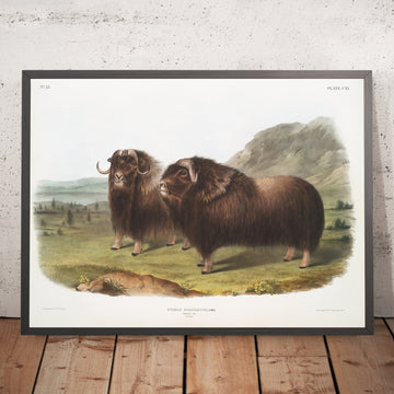 A framed image of 