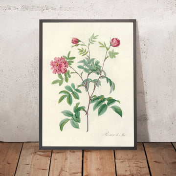 A framed image of May Rose (Rosa cinnamomea maialis) by Pierre Joseph Redouté, 1817