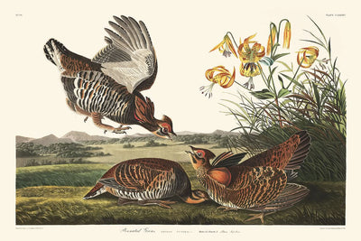 Tétras à bec court par John James Audubon, 1827