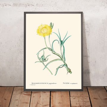 Piante di ghiaccio a foglia stretta di Pierre-Joseph Redouté, 1802 