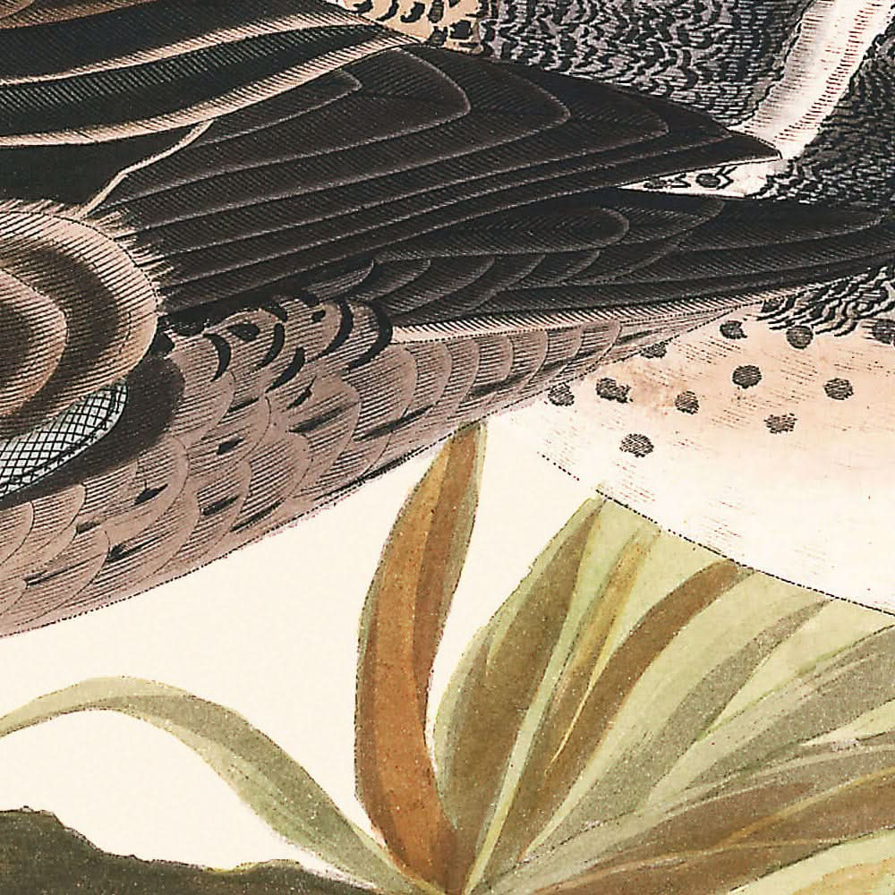 Cerceta de alas verdes, de John James Audubon, 1827