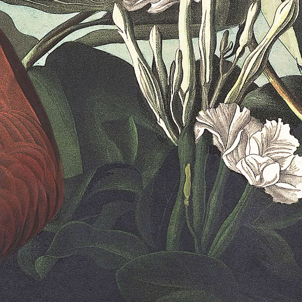 Key-West-Taube von John James Audubon, 1827