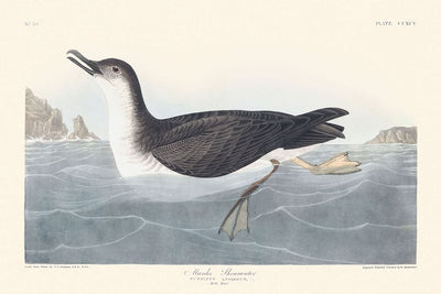 Pardela de Canadá, de John James Audubon, 1827