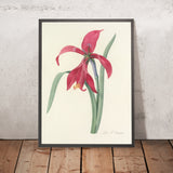 St. James's Lily (Plate 7) by Pierre Joseph Redouté, 1827