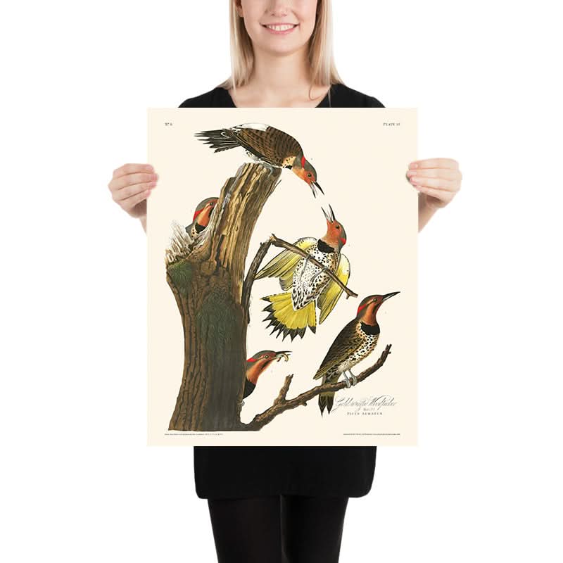 Picchio dalle ali dorate di John James Audubon, 1827 