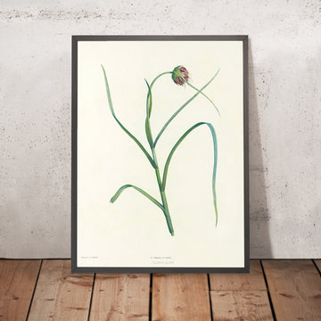 A framed image of Colchicum (Plate 7) by Pierre Joseph Redouté, 1805