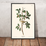 Tennessee Warbler by John James Audubon, 1827