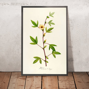 A framed image of Roselle (Hibiscus sabdariffa, Plate 29) by Pierre Joseph Redouté, 1813