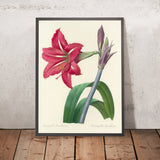 Amaryllis bresiliensis (Plate 5) by Pierre Joseph Redouté, 1827