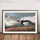 Ganso delle nevi di John James Audubon, 1827 