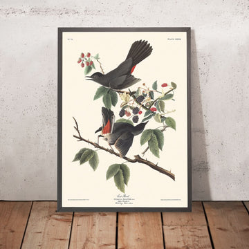 Katze Vogel von John James Audubon, 1827 