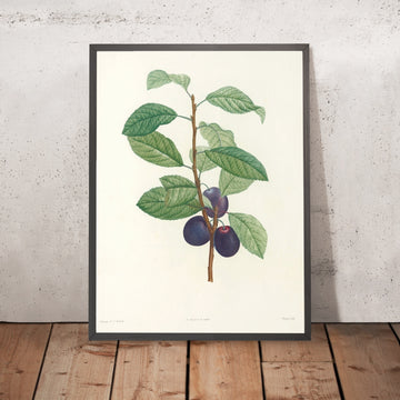 A framed image of Plum (Prunus domestica, Plate 44) by Pierre Joseph Redouté, 1805