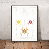 Mites (Acaridea, Plate 5) by Frederick DuCane Godman, 1879
