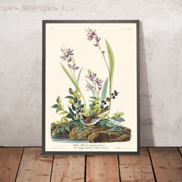 Passero di campo di John James Audubon, 1827 