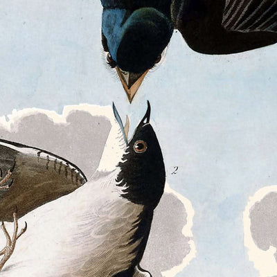 White-bellied Swallow by John James Audubon, 1827