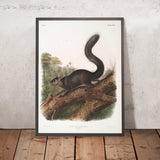 Dusky Squirrel (Sciurus nigrenscens) by John Woodhouse Audubon, 1845