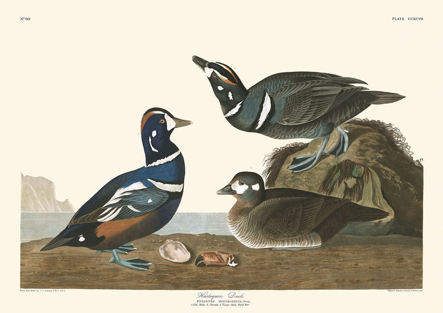 Anatra Arlecchino di John James Audubon, 1827 