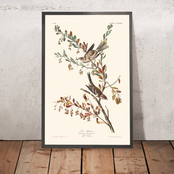 Ein gerahmtes Bild des Baumsperlings von John James Audubon, 1827