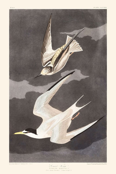 Charrán chico, de John James Audubon, 1827