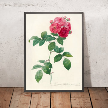 A framed image of Rosa multiflora platyphylla by Pierre Joseph Redouté, 1817