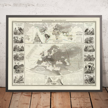 Old World Map of Bird Distribution by Johnston, 1856: Biogeographic zones, European birds chart