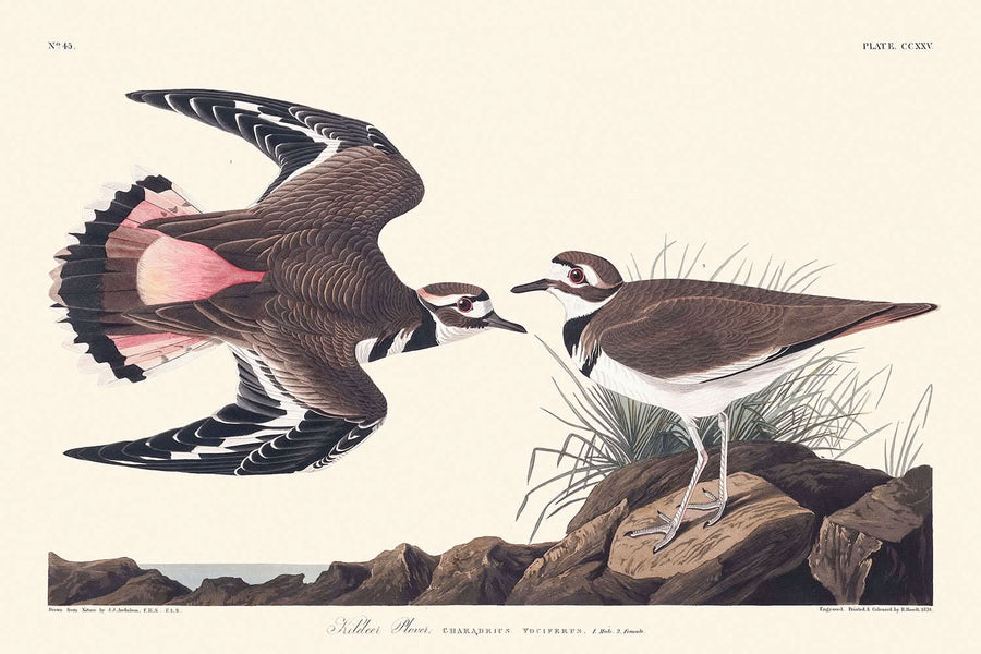Plover Kildeer di John James Audubon, 1827 