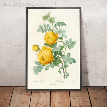 A framed image of Sulphur Rose (Rosa sulfurea) by Pierre Joseph Redouté, 1817