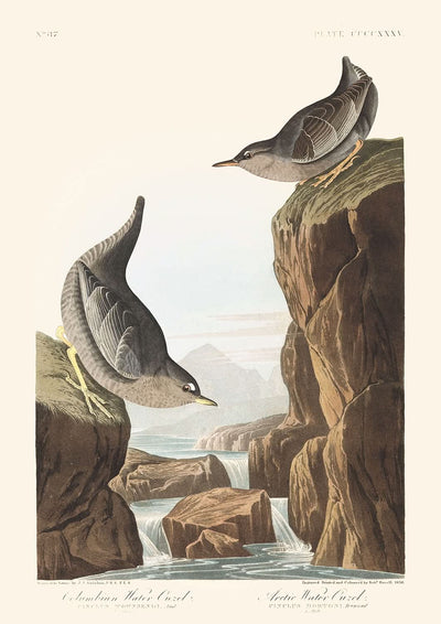 Kolumbianische Wasseramsel oder Arktische Wasseramsel von John James Audubon, 1827